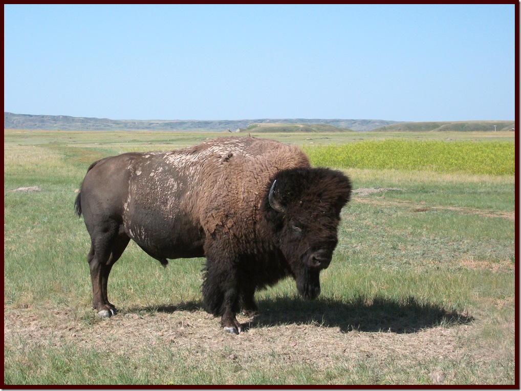 Bison in the morning, Grasslands - 2 - photo by Shelley Banks