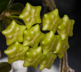 Flower cluster of Hoya serpens, in bud.