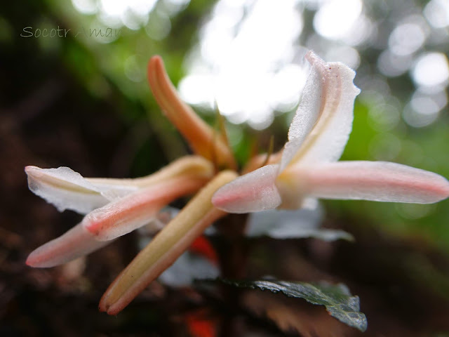 Goodyera biflora