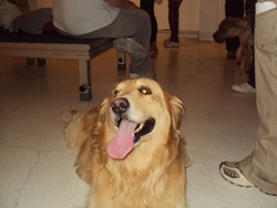 Cãonhecendo São Paulo (8)
