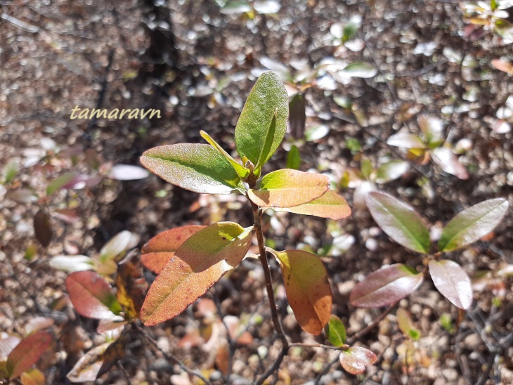 Рододендрон остроконечный (Rhododendron mucronulatum)