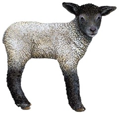 lamb