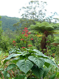 Clérodendron très joli - Clerodendrum speciosissimum - Clérodendron de Buchanan