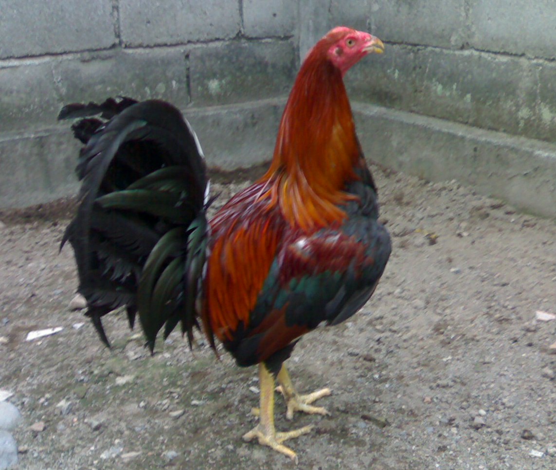  HEWAN  PELIHARAAN  AYAM 