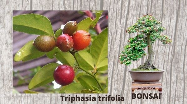 Triphasia trifolia-best choice of bonsai