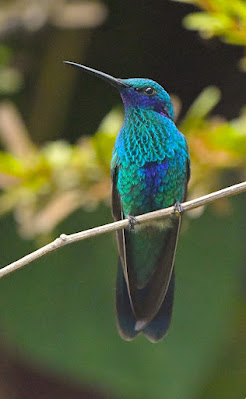 best hummingbird food, hummingbird water