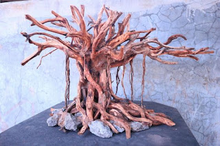 kayu bonsai