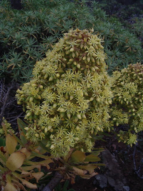 Aeonium arboreum subsp. arboreum x percarneum 03