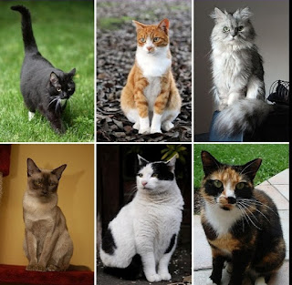 Algunas de las razas de gatos más populares