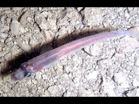 http://news.nationalgeographic.com/news/2015/01/150127-antarctica-translucent-fish-microbes-ice/