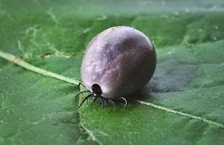 An engorged tick -- don't get bit!