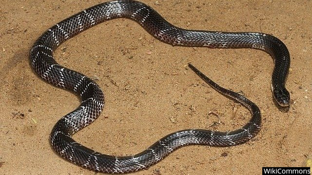 The snake that bit Devendra Mishra was a highly venomous ringed snake