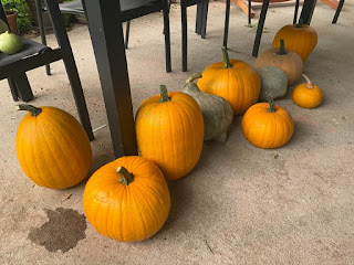 Pumpkins and Blue Hubbards