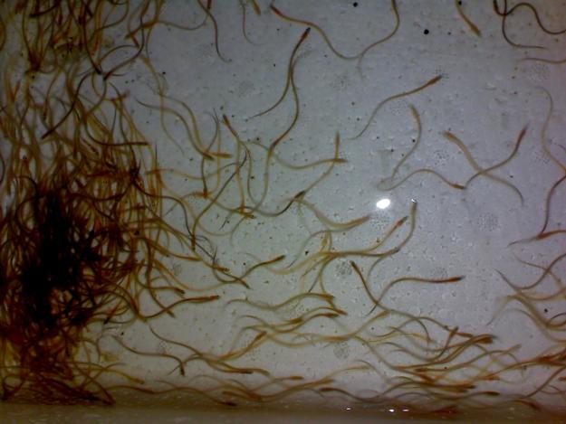 Cara Membuat Pakan Untuk Glass Eel
