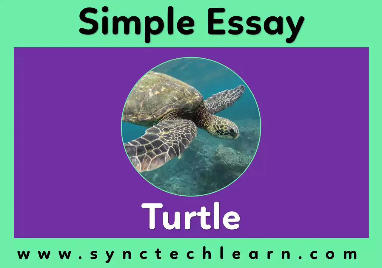 essay on Turtle in English