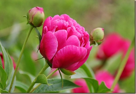 peony11