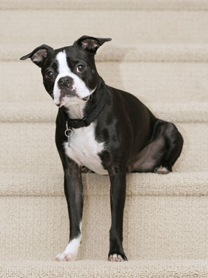 Cute Dogs: Boston terrier dog