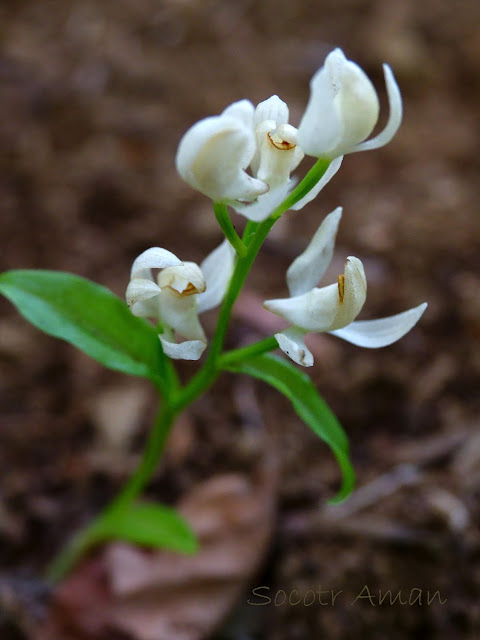 Cephalanthera erecta