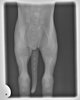 raio X de cães