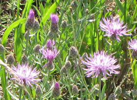 spotted knapweed