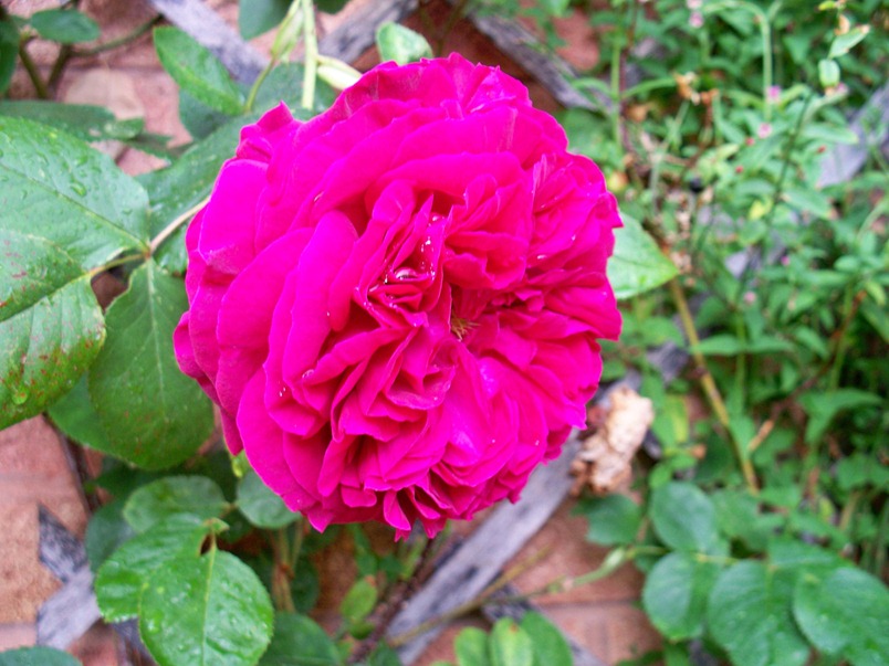 A red, red rose