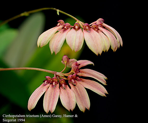 Bulbophyllum longiflorum