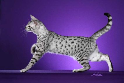 Egyptian Mau cat pictures