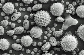pollen under SEM