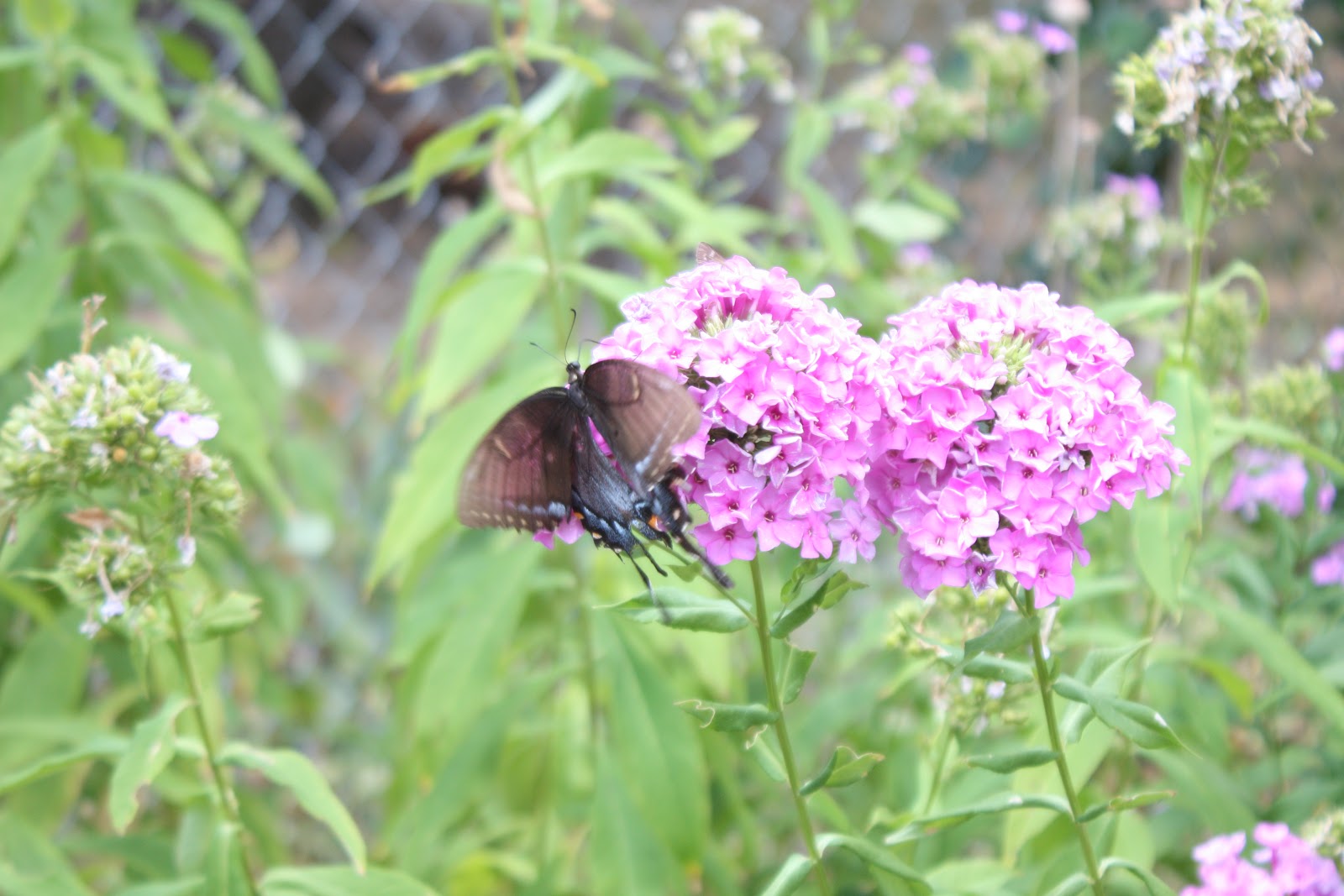 Old Fashioned Flowers Have The Most Butterfly Nectar - 