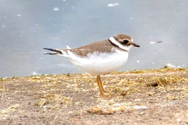 Ringed plover