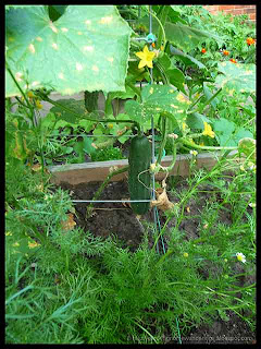 marketmore cucumbers