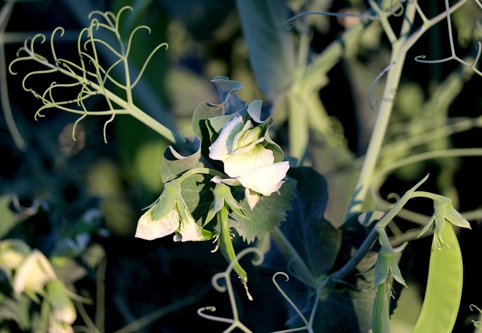 Be sure to keep them moist, especially once they start producing blossoms.