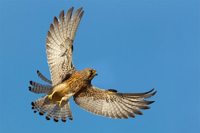 Cernícalo común en vuelo