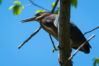 Green Heron, Post Oak Park