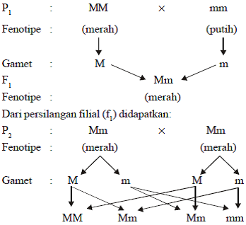 Monohibrid dominan penuh