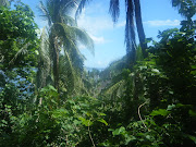 Fiji: Jungle Walks and Waterfalls (honeymooning in fiji )
