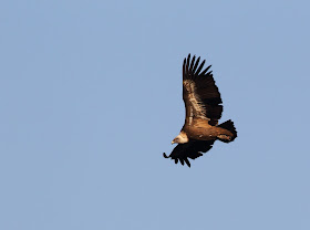 Griffon Vulture, Crete - The Desktop Birder, Simon Colenutt