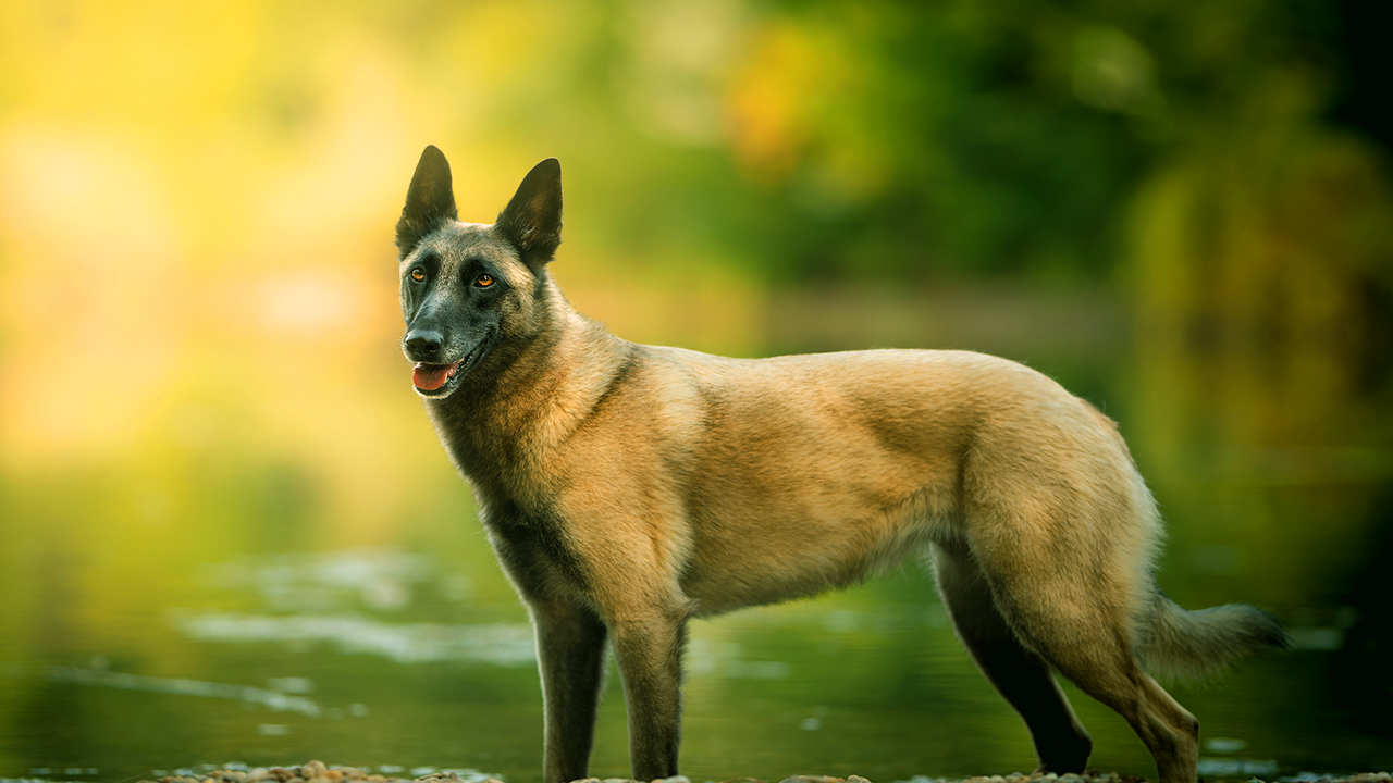 Berger malinois