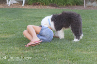 Shannon Hager Photography, Old English Sheepdog Puppy, Snowdowne