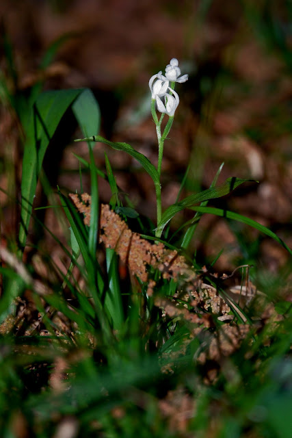 Cephalanthera erecta