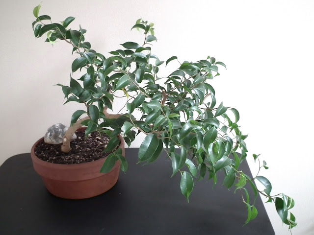  Ficus Wiandi bonsai - air-purifying bonsai