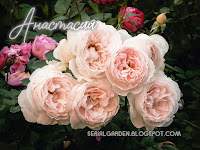 Rose Rosa Anastasia garden tree plant сад дерево flower grow цветок растение vegetable fruit выращивание огород seeds grass многолетние berry growing семена landscaping planting трава gardening perennial посадка cultivation shrub фрукт ягода куст озеленение многолетник овощеводство садоводство