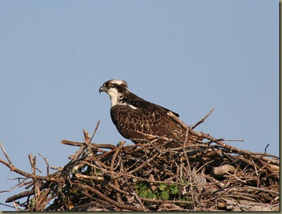 Osprey6