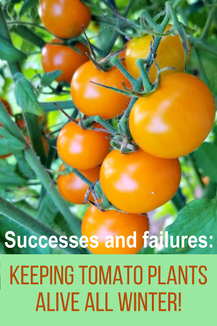 Is it possible to keep tomato plants alive all winter without a greenhouse? I've been doing this for several years - sometimes successfully and sometimes it's a total failure. Here's my experiences and some advice if you'd like to try it too.