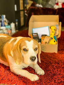 Holly Bobbins the Beagle sits next to a pawfection pack for dogs, mandy charlton, photographer, writer blogger