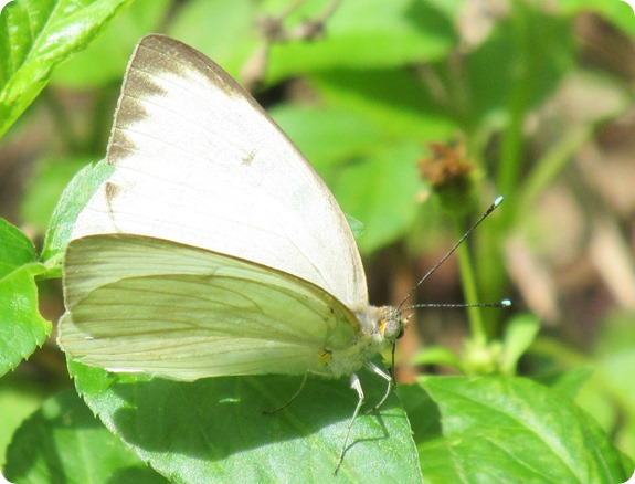 22 Van Fleet - Great Southern White Ascia monuste Butterfly