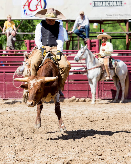 Genie Images, Jeanne Harford, equine photographers, event photographers, San Antonio photographers,horses, horse photography, Texas equine photographers