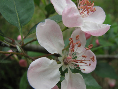 magnolia tree facts. southern magnolia tree facts.