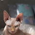 amazing animals and their features