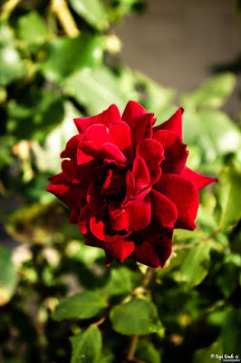 Red Roses © Popi Kmb